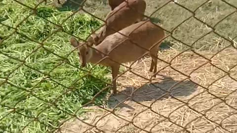 Cute animals 🤩