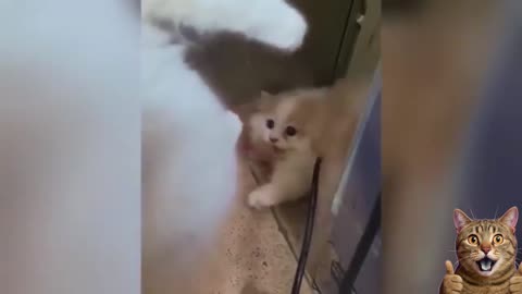 Hilarious Cats 2025 😹 | Cute & Funny Cat Compilation