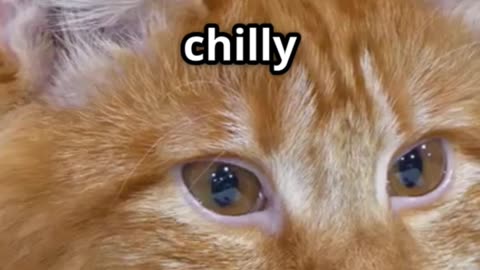 The story of the cat family