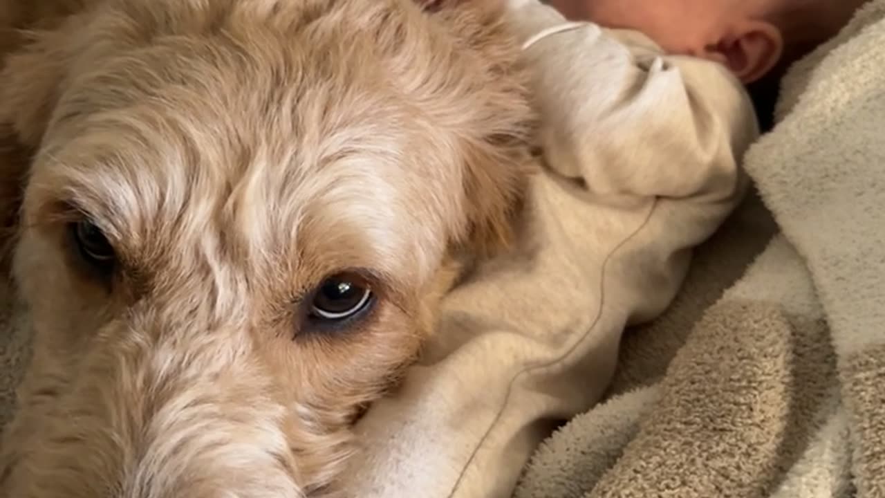 Goldendoodle Babysitter