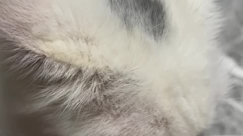 Cat cute