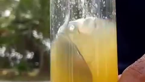 Sweet orange aloe Vera drink