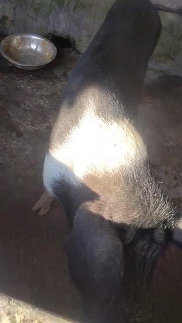 Strong Male Pig in a Pigsty | Rural Farm Life in North-East India