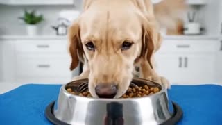 🐾🐶 PET WATCH: Here Are the Ingredients in Pet Foods That Are Killing Your Dog!