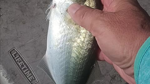 Snapper blue.