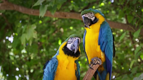 Breathtaking! Vibrant Blue and Yellow Macaws in Their Natural Paradise 🦜✨