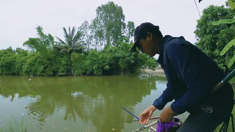 Tilapia Spin Fishing in River Warm Shallows