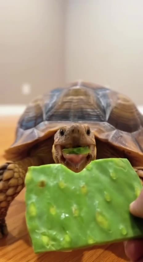 Mmmmmm delicious cactus