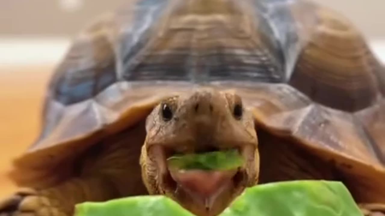 Mmmmmm delicious cactus