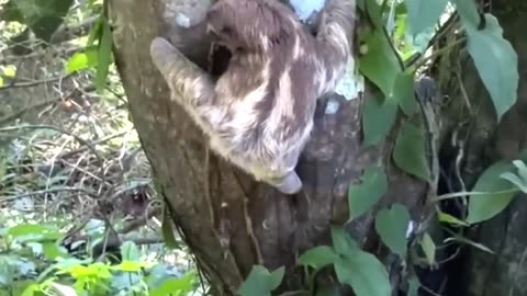 7 Unexplained Things Wild Creatures Do!