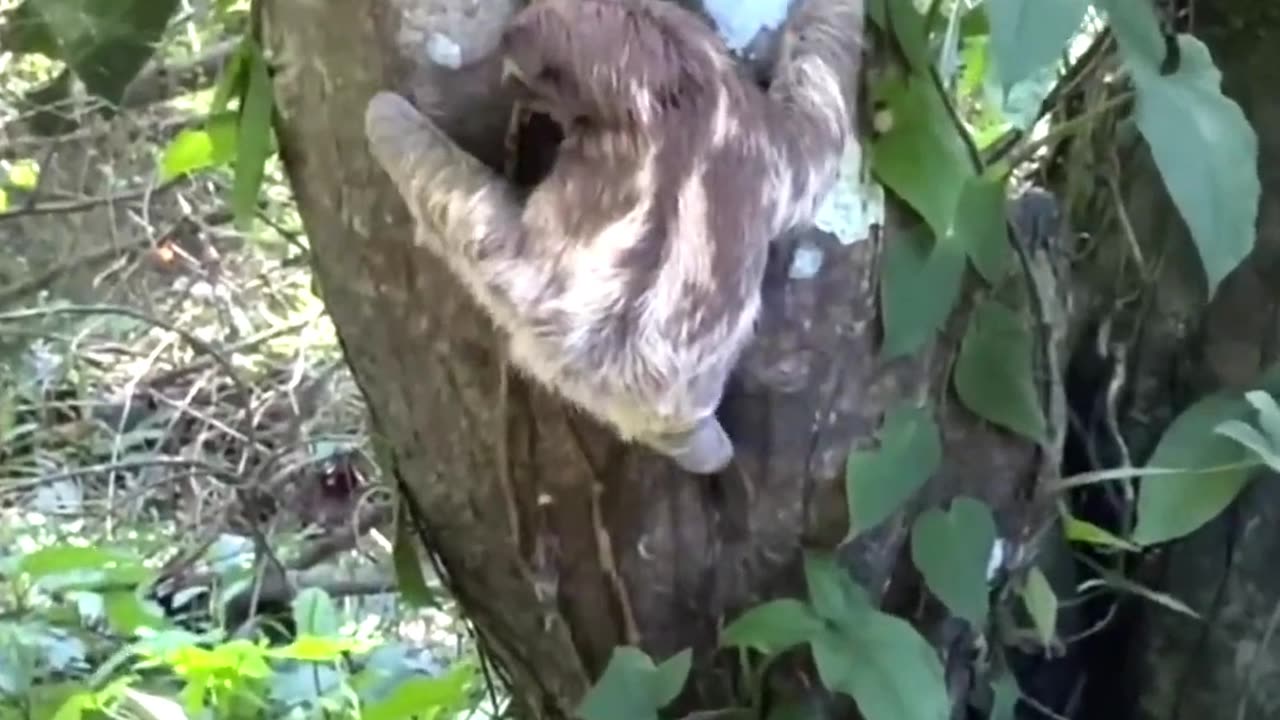7 Unexplained Things Wild Creatures Do!