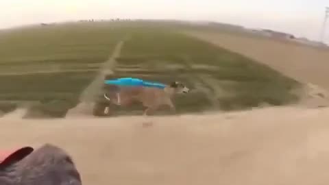 😂🐶 My Greyhound People Need Me! | FunFM
