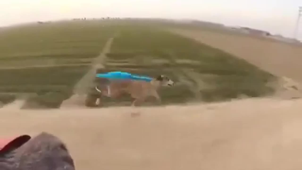 😂🐶 My Greyhound People Need Me! | FunFM