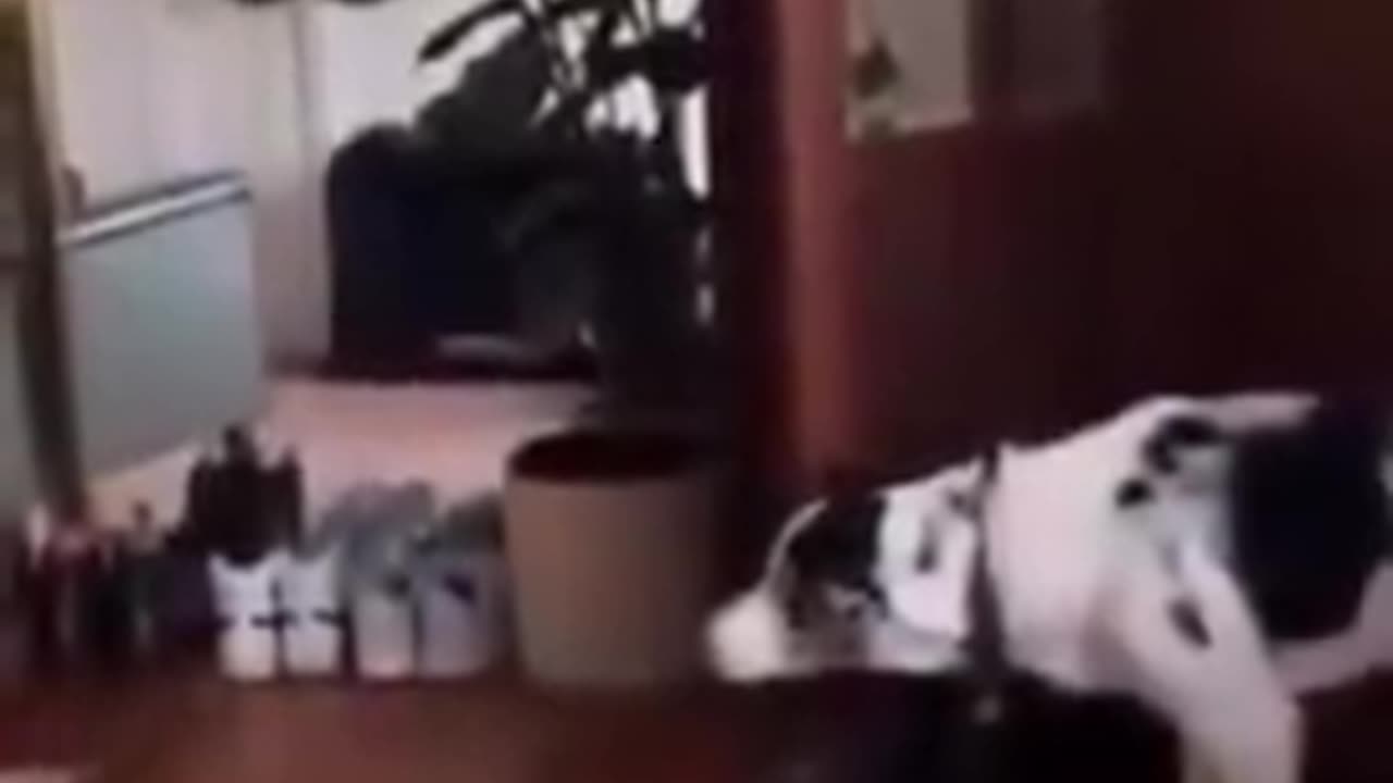 Dogs can see things we can't..