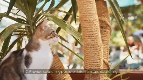 The Best way to train your kitten
