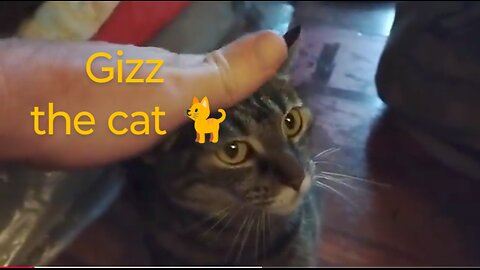 Gizz my cat 🐈 friend