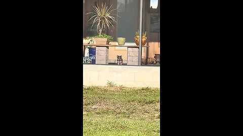 Это самая милая сторожевая собака