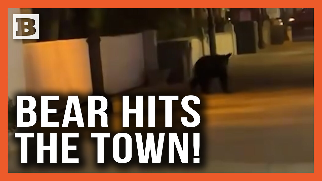 Bear Hitting the Town! Police Swarm Downtown St. Augustine Looking for Rogue Black Bear