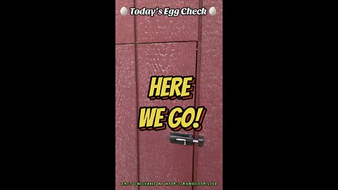🥚 Today’s Egg Check! 🥚 🐔 #shorts