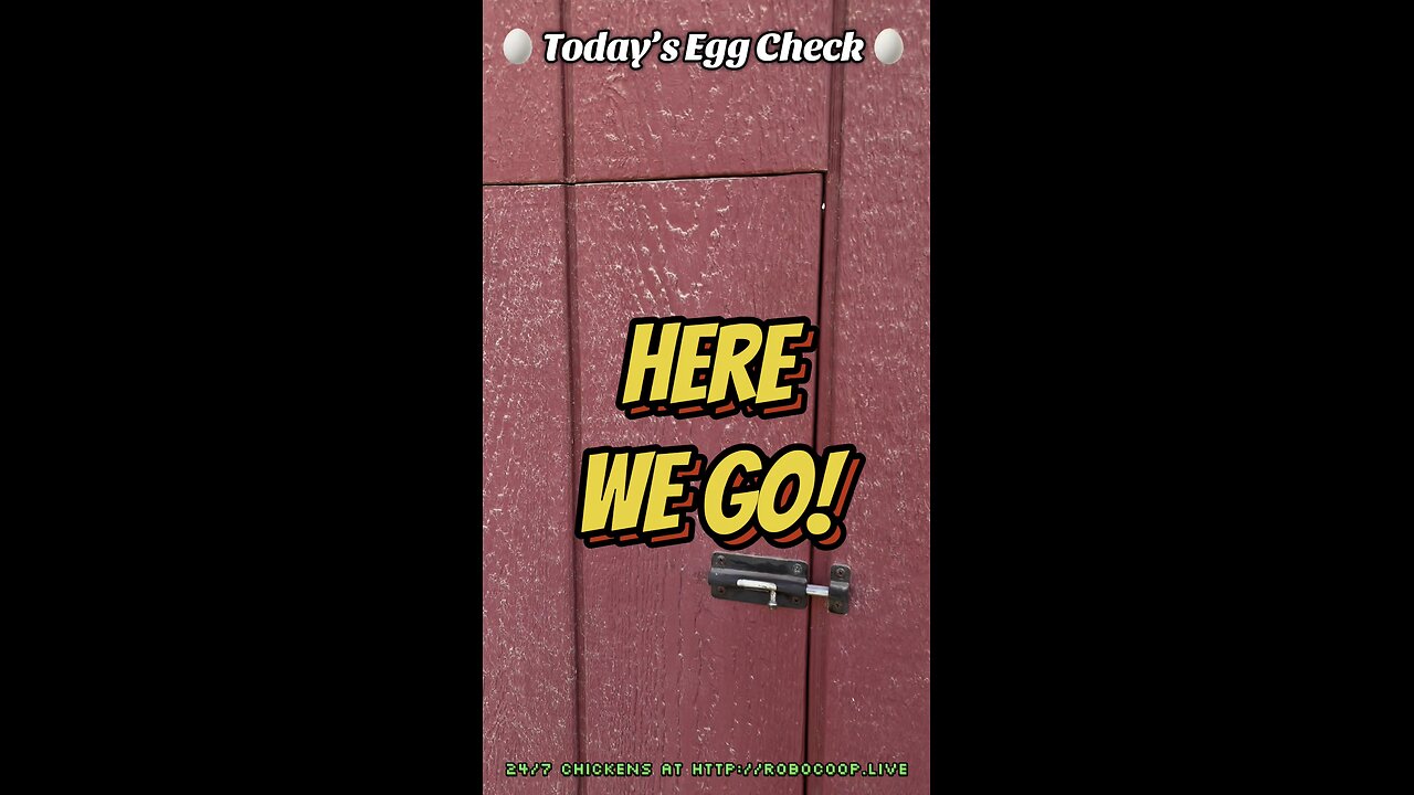 🥚 Today’s Egg Check! 🥚 🐔 #shorts