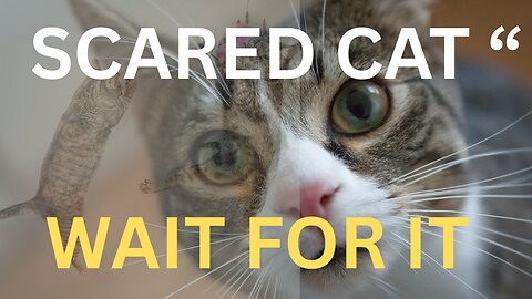 Funny scary Cats