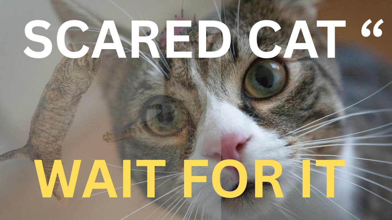 Funny scary Cats