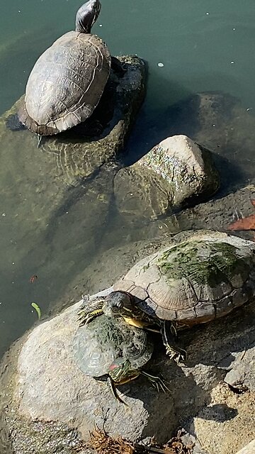 Red-Eared Slider Turtles 🐢 #redearedslider #followme #shorts #viral #trending #turtles #turtle