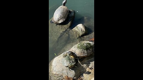 Red-Eared Slider Turtles 🐢 #redearedslider #followme #shorts #viral #trending #turtles #turtle
