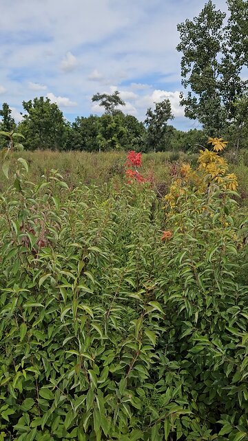 Another Sign of an Early Fall?