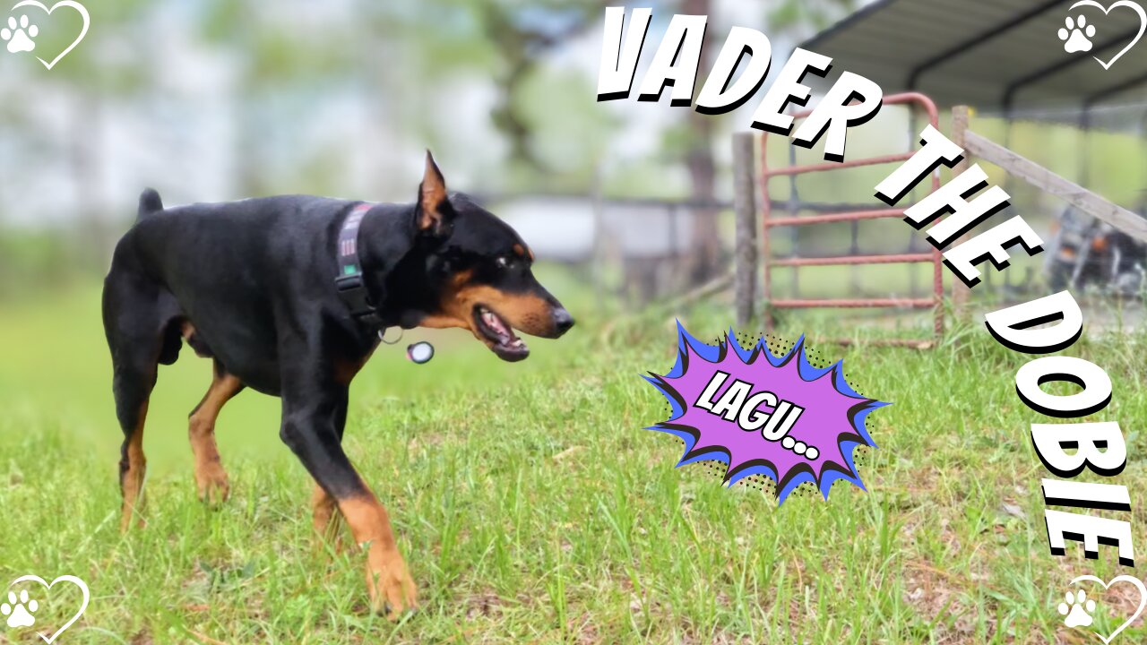 Doberman Morning Chaos: Chickens, Neighbors & Goofy Walks Part 1🐾