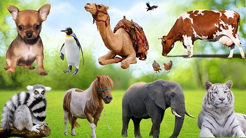 Cute Animal Sounds: Kitten, Puppy, Chicken, Elephant, Duck, Pig, Horse, Rabbit, Cow - Animal Video