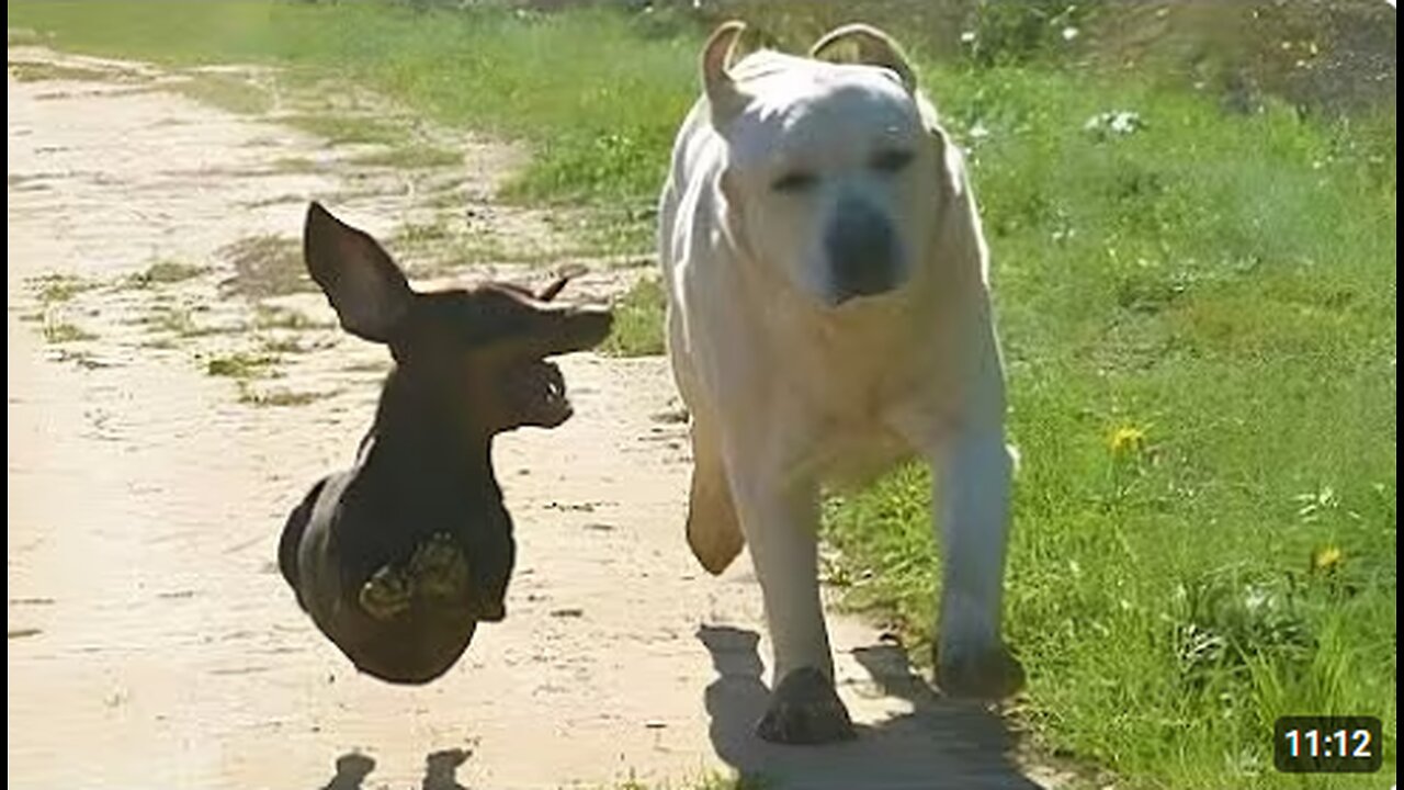 Best of Dog Sibling Moments😁 NEW Funny Dog Videos