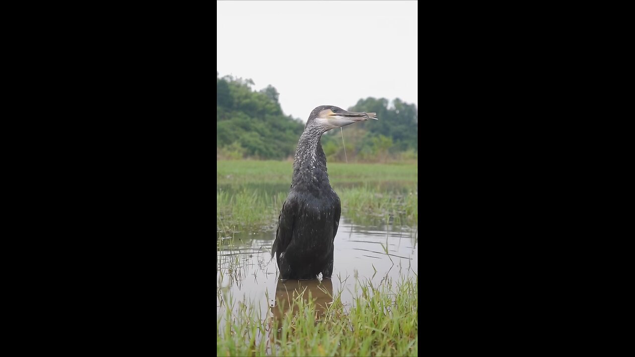 Smartest Fish-Eating Bird in Action! 🐦🐟 #Shorts" Smartest Fish-Eating Bird in action!!