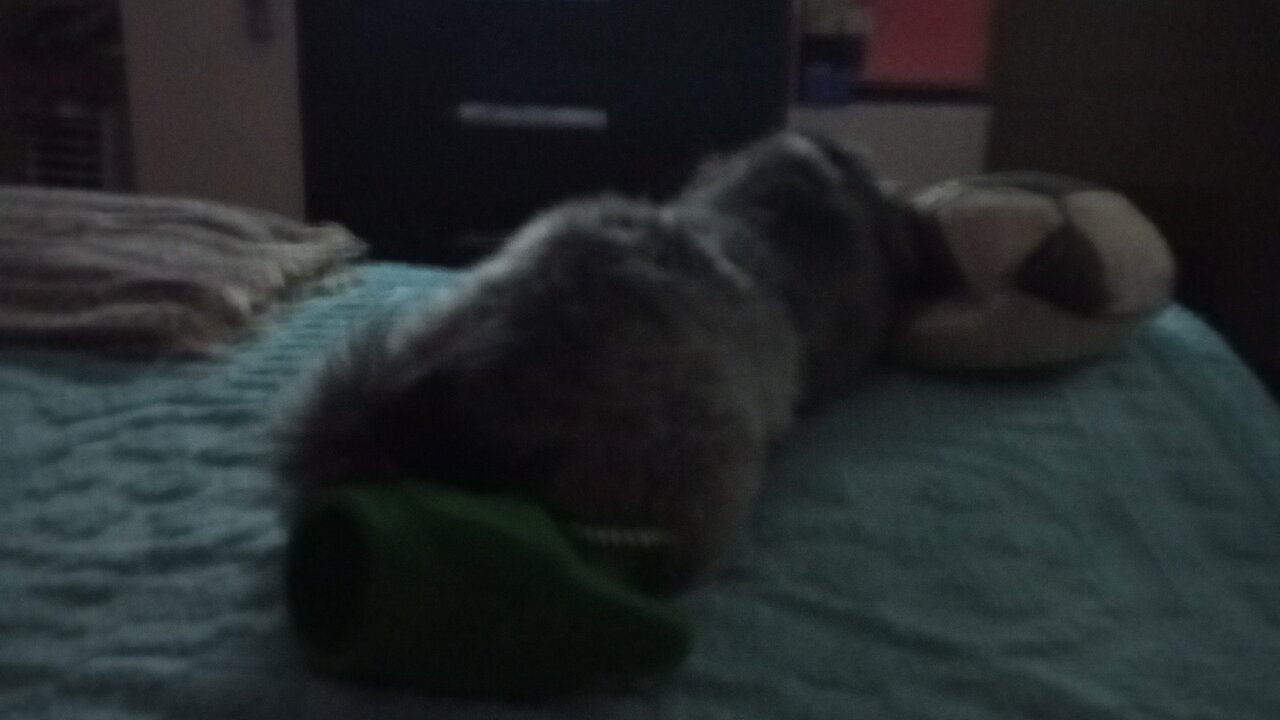 Bela e Milu