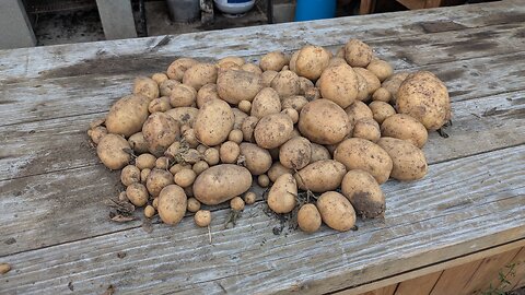 Planting Old Potatoes. Let's see what happens