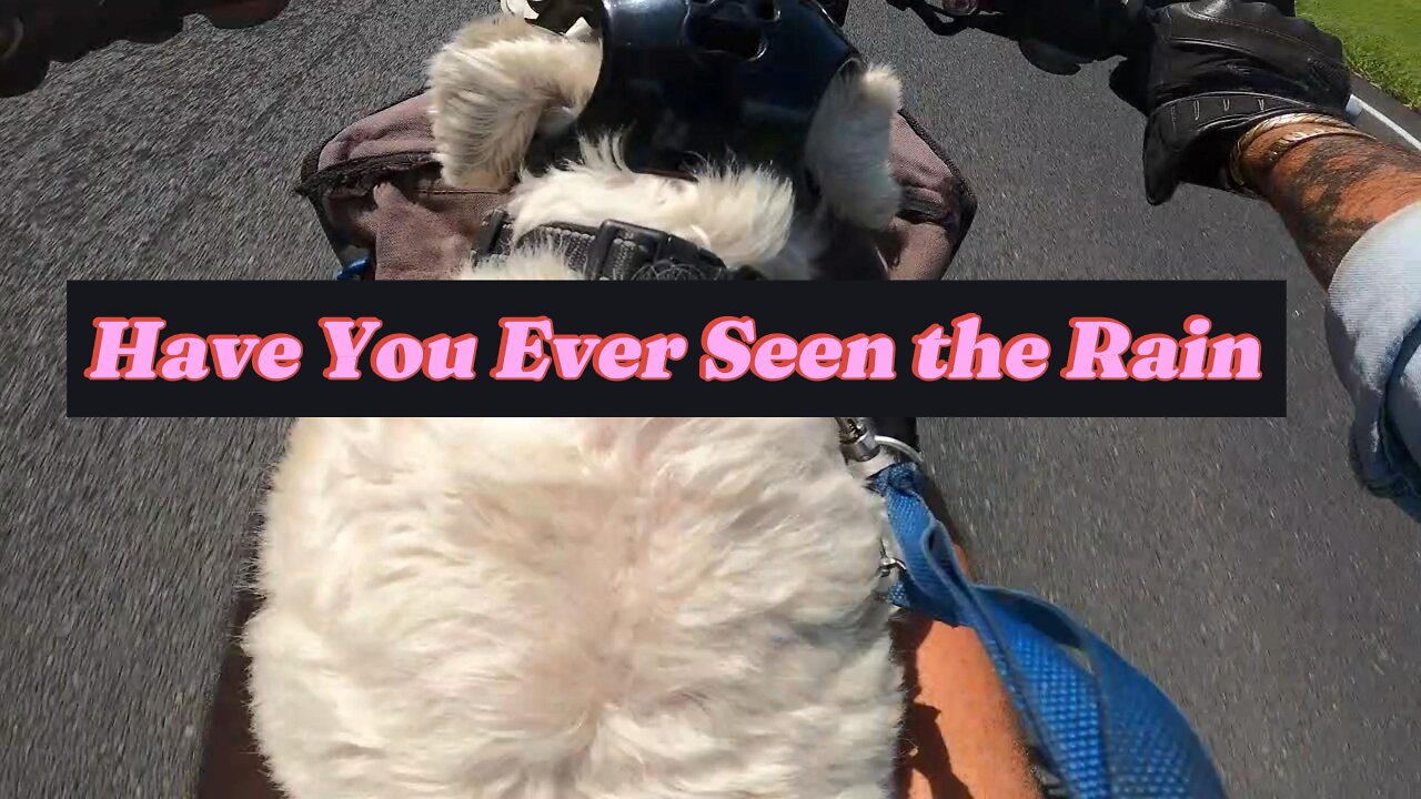 Have you ever seen the rain #joanjett