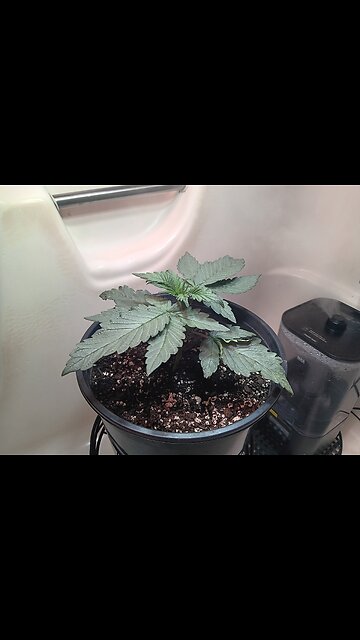 Pretty pebbles weak 2 day 6