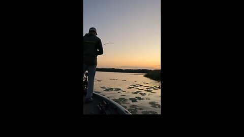 Big one falls off the hook!