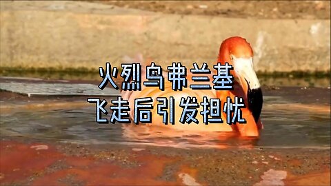 火烈鸟弗兰基飞走后引发担忧