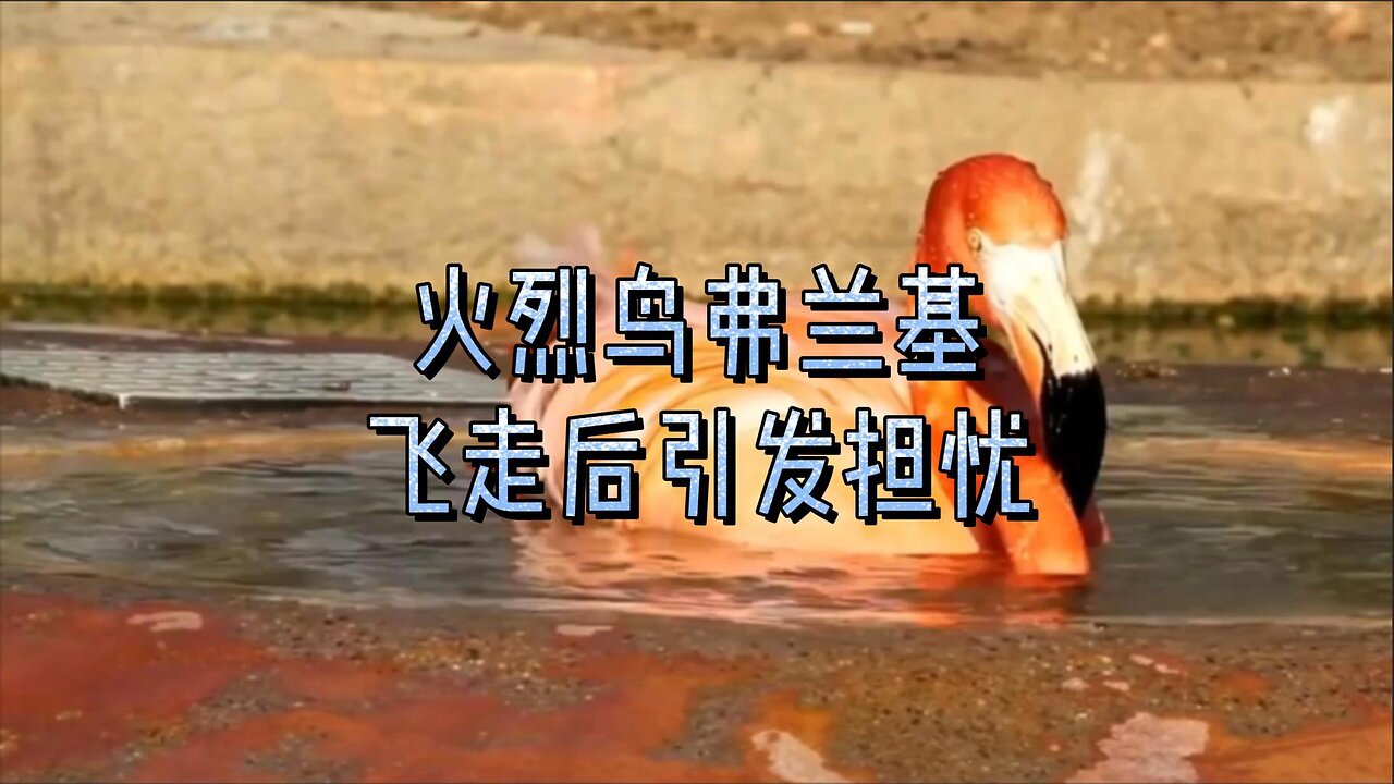 火烈鸟弗兰基飞走后引发担忧
