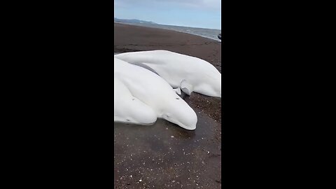 😍😍😍 Four beluga whale adults and a calf,