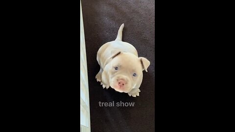 dog transformation