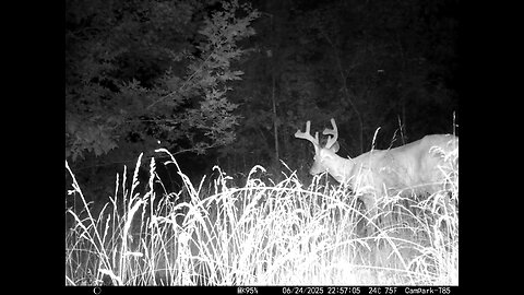 Deer Cam 06-24-2025 Buck In Thumbnail Messing With Camera. Game Cam Trail Cam
