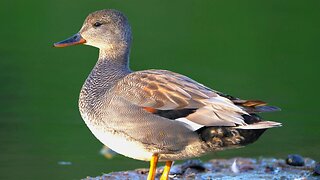 Mr. Gadwall Duck is Taking in the First Rays of the Morning Sun