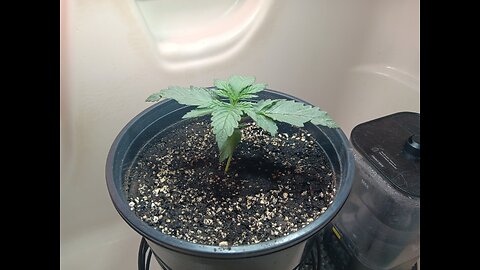 Fruity pebbles week 2 day 2