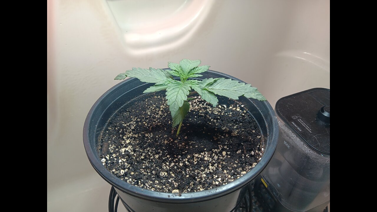 Fruity pebbles week 2 day 2
