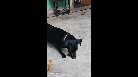 My Dog, Which Catagory