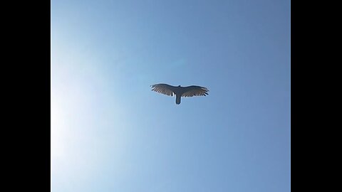 🦅 Don't Worry, Be Happy - Bobby Mcferrin 🦅