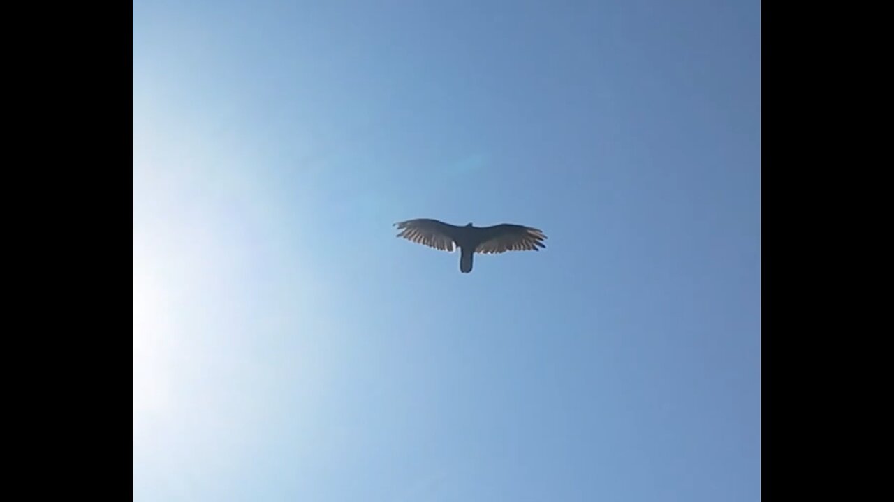🦅 Don't Worry, Be Happy - Bobby Mcferrin 🦅