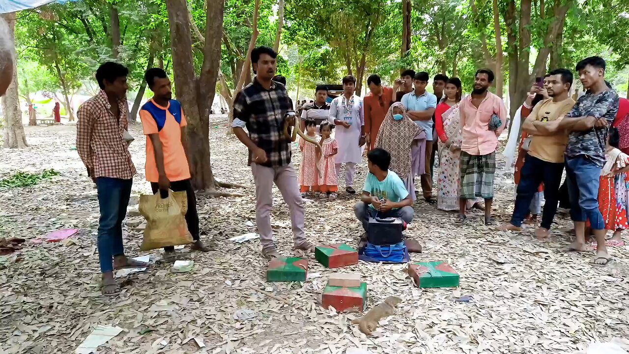 কিং কোবরা বক্সে... 🥴